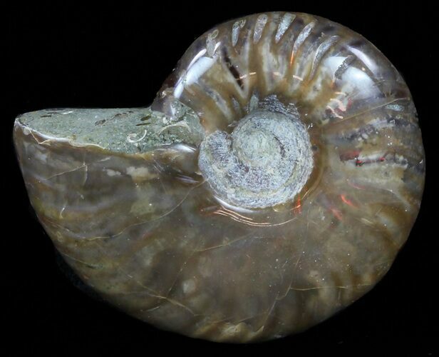 Flashy Red Iridescent Ammonite - Wide #59903